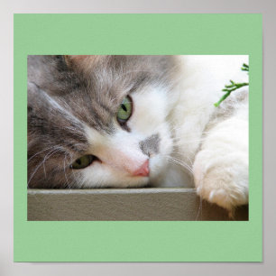 Katt med Grönt Öga Poster