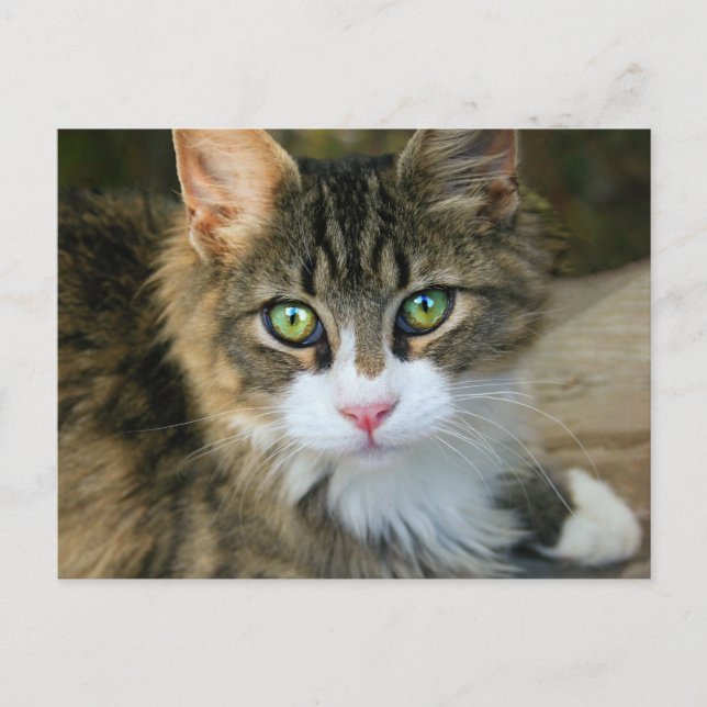 Katt med Grönt Öga Vykort (Framsida)