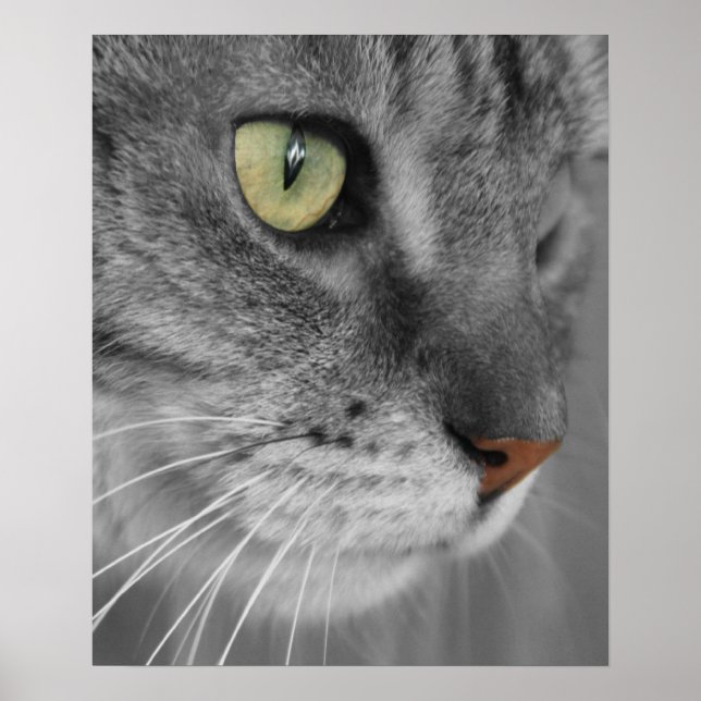 Katt med Grönt Ögon Poster Skriv ut (Framsidan)