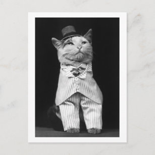Katt med hatt 1906 vykort