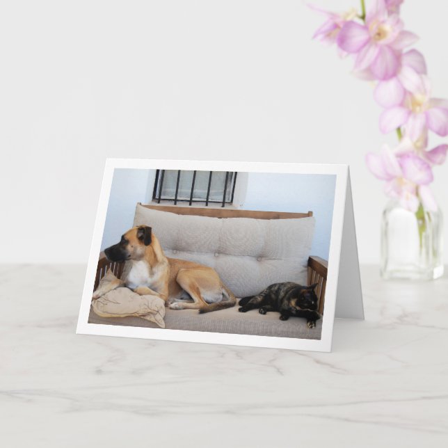 Katt med Hund på Bench Kort (Orkide)