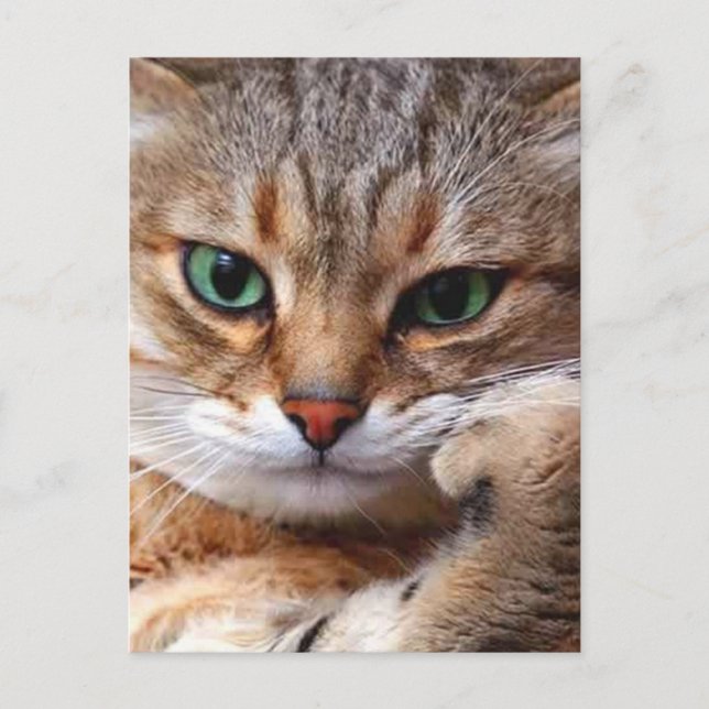 katt med inställning vykort (Framsida)