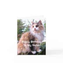 Katt med kalikotäckning Födelsedag Syster