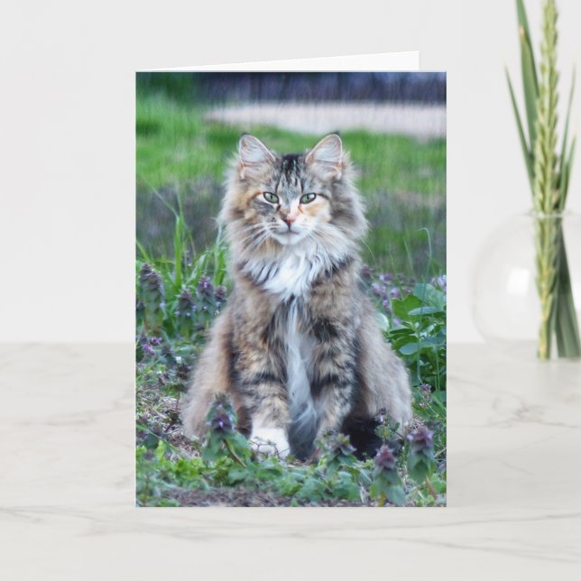 Katt med kalott kort (Framsida)