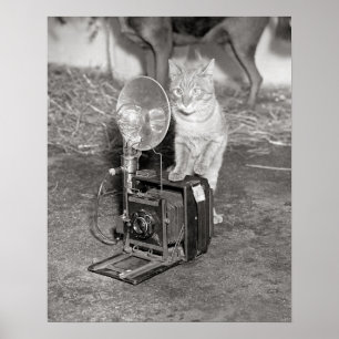 Katt med kamera, 1936. Vintagefoto Poster
