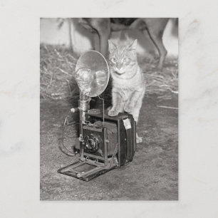 Katt med kamera, 1936 vykort
