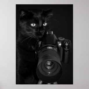 Katt med kameran poster