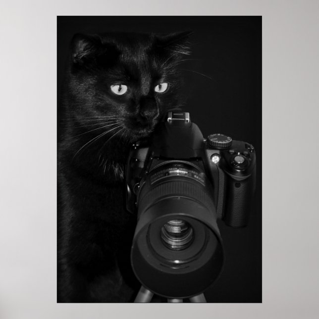 Katt med kameran poster (Framsidan)