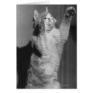 Katt med lyftta tassar (B&W) Hälsningskort