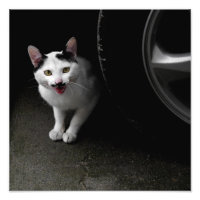 Katt med mustache