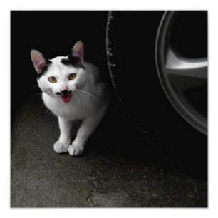 Katt med mustache fototryck