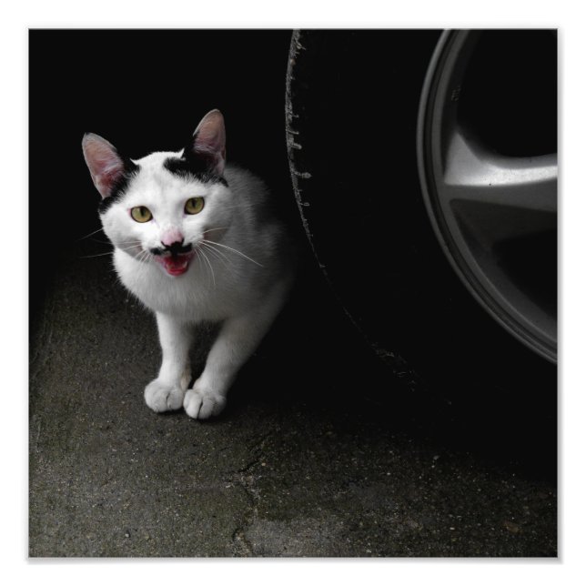 Katt med mustache fototryck (Framsidan)
