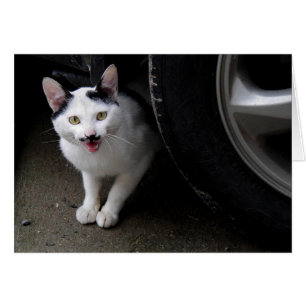 Katt med mustache hälsningskort