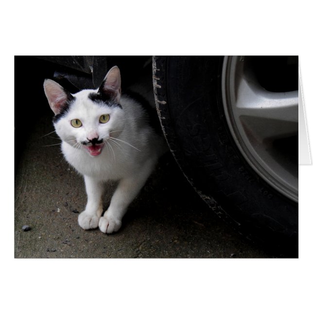 Katt med mustache hälsningskort (Framsidan Horizontal)