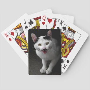 Katt med mustasch casinokort