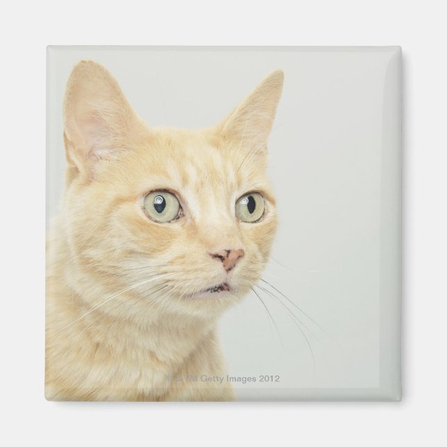 Katt med öga öppen magnet (Framsidan)