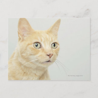 Katt med öga öppen vykort