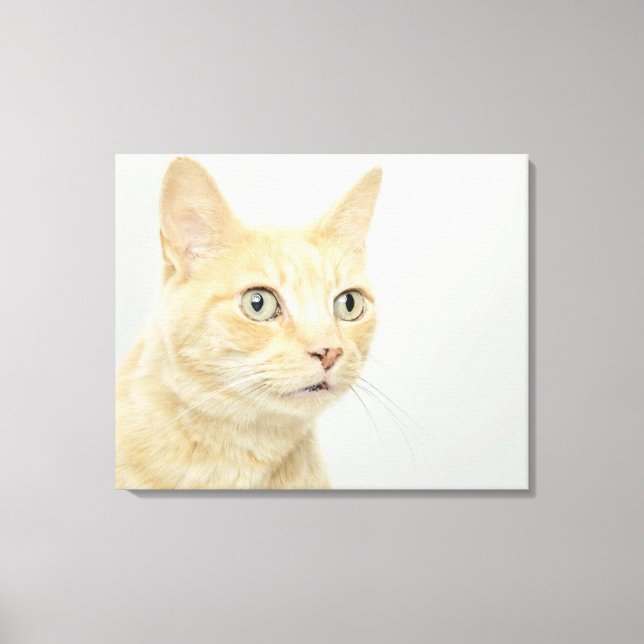 Katt med öga öppet, nära canvastryck (Framsida)