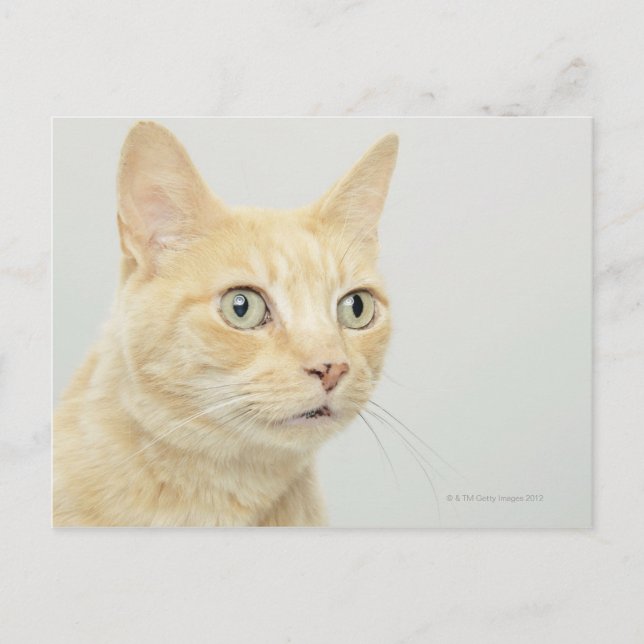Katt med öga öppet, nära vykort (Framsida)