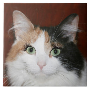 Katt med ögonfranser kakelplatta