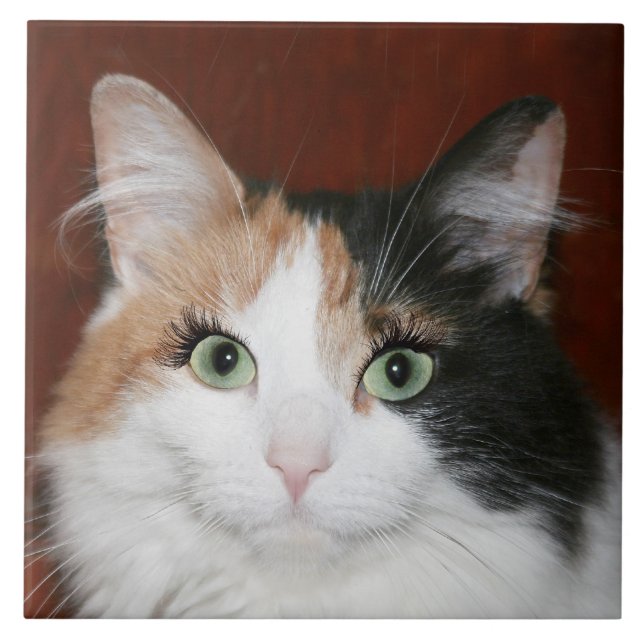 Katt med ögonfranser kakelplatta (Framsidan)