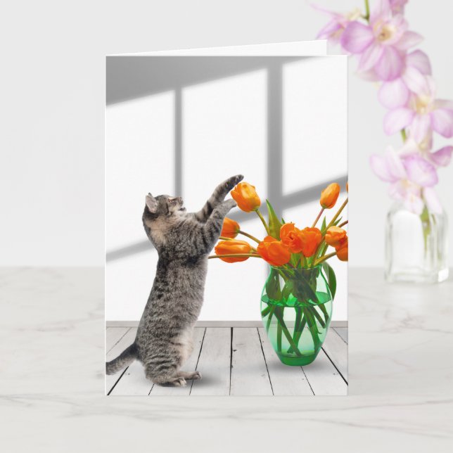 Katt med Orange Kort (Orkide)