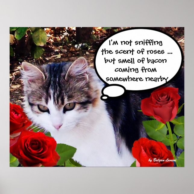 KATT MED RÖDA ROSOR POSTER (Framsidan)
