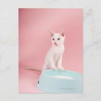 Katt med skål mjölk vykort