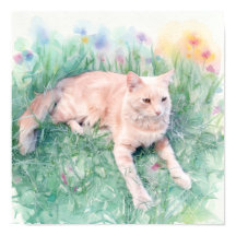 Katt med tabbymönster