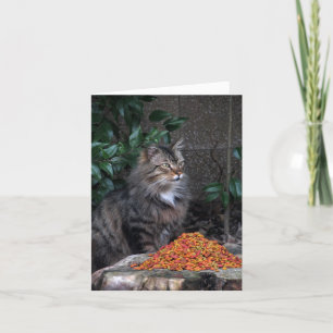 Katt med tacksamt Tackkort-kort Tack Kort