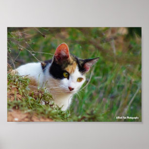 Katt med tigrerad päls på jakt poster