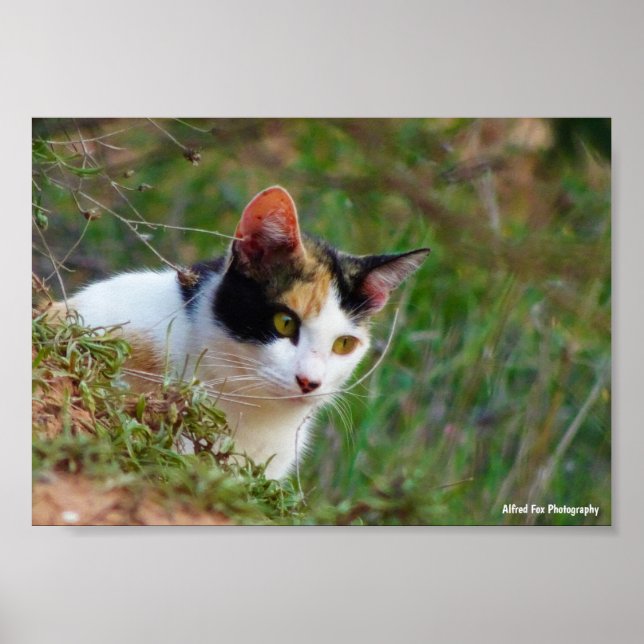 Katt med tigrerad päls på jakt poster (Framsidan)