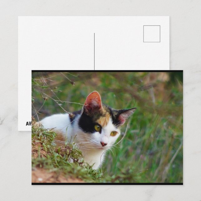 Katt med tigrerad päls på rov vykort (Fram/baksida)