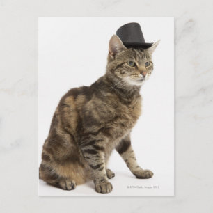 Katt med top hat vykort