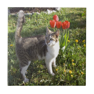 Katt med tulpan kakelplatta