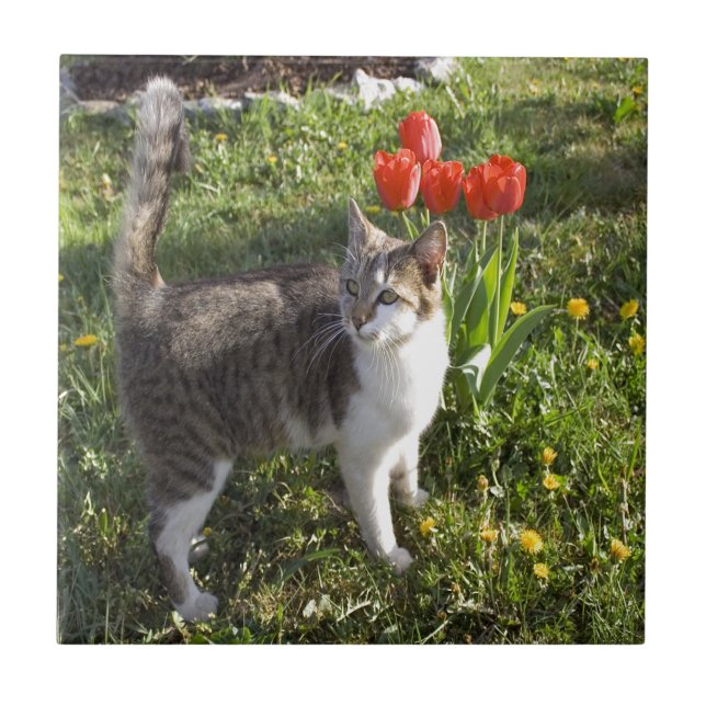 Katt med tulpan kakelplatta (Framsidan)