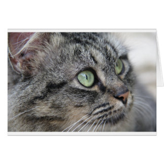 Katt med vacker grönt öga hälsningskort