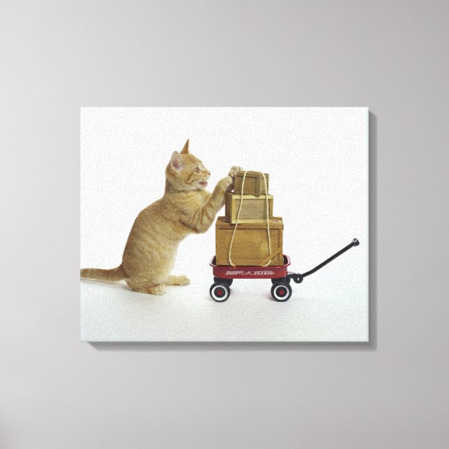 Katt med vagn och lådor canvastryck (Framsida)