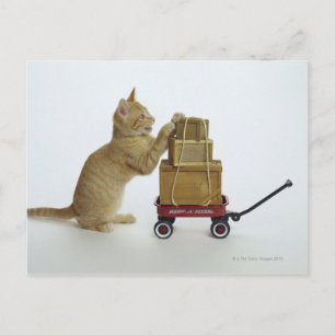 Katt med vagn och lådor vykort