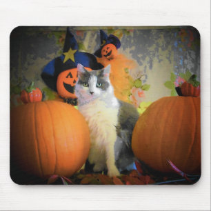 Katt mellan pumpor musmatta