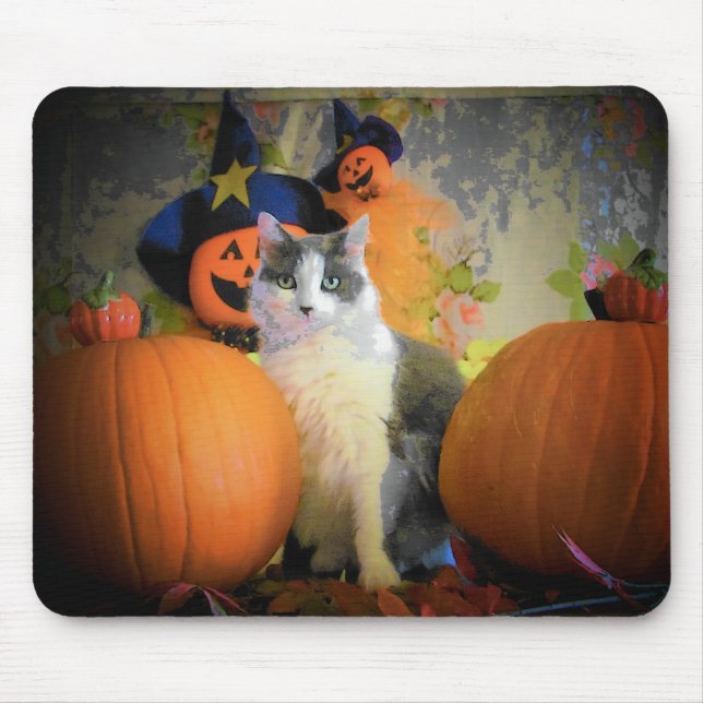 Katt mellan pumpor musmatta (Framsidan)