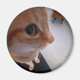Katt meme med sidoblick magnet