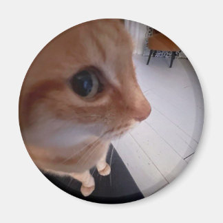 Katt meme med sidoblick magnet