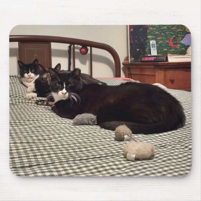 Katt Musmatta (Framsidan)