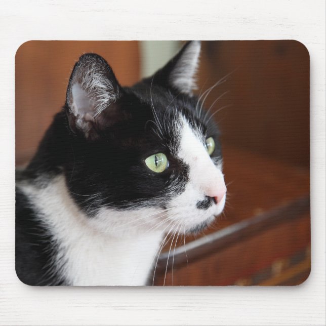 Katt Musmatta (Framsidan)