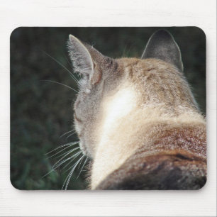 Katt Musmatta