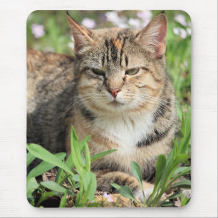 Katt Musmatta