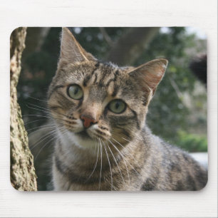 KATT MUSMATTA