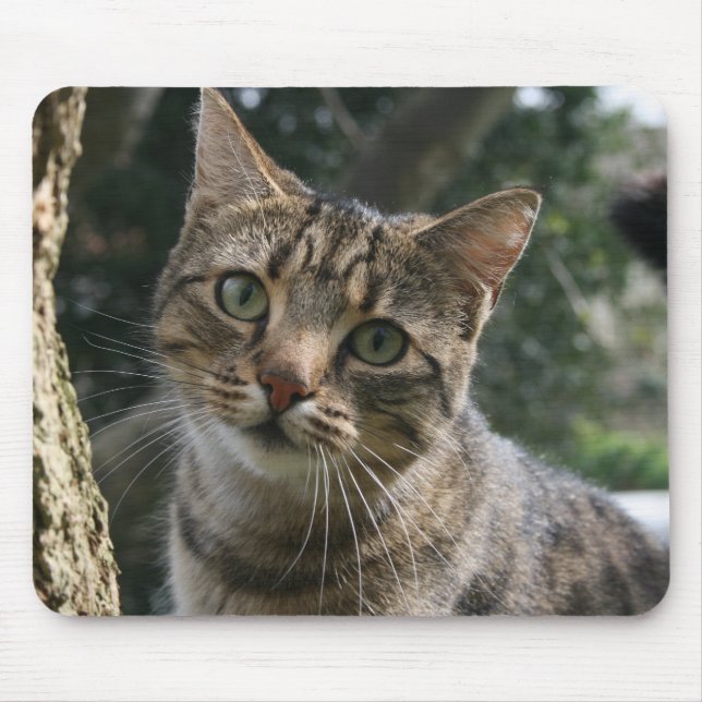 KATT MUSMATTA (Framsidan)