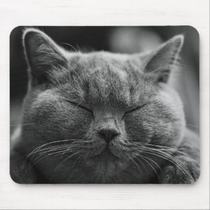 katt musmatta